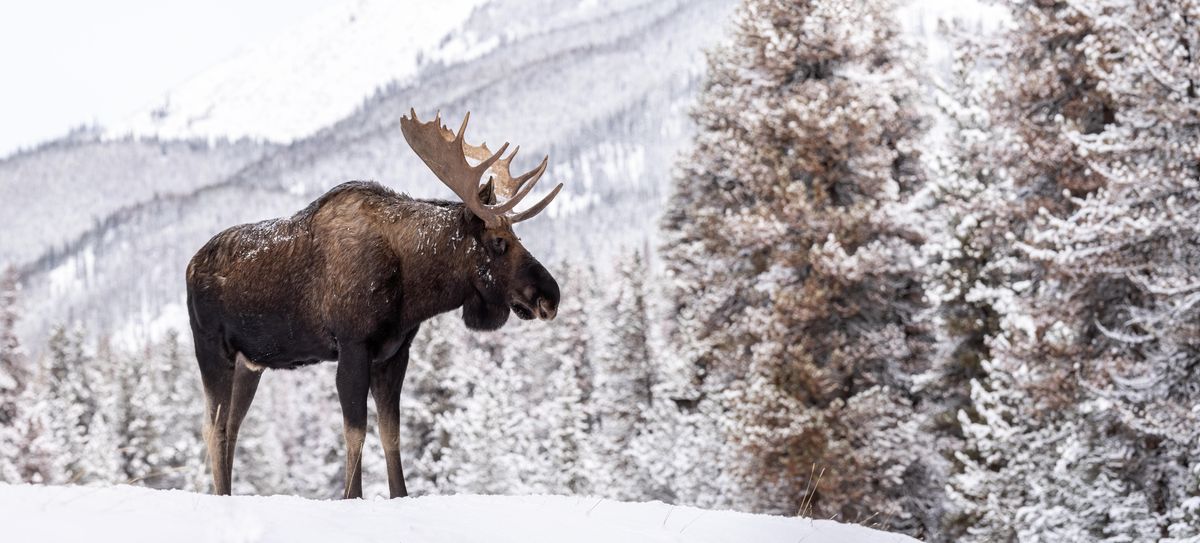 Why You Shouldn’t Let Moose Lick Your Car‚ And What To Do If One Tries