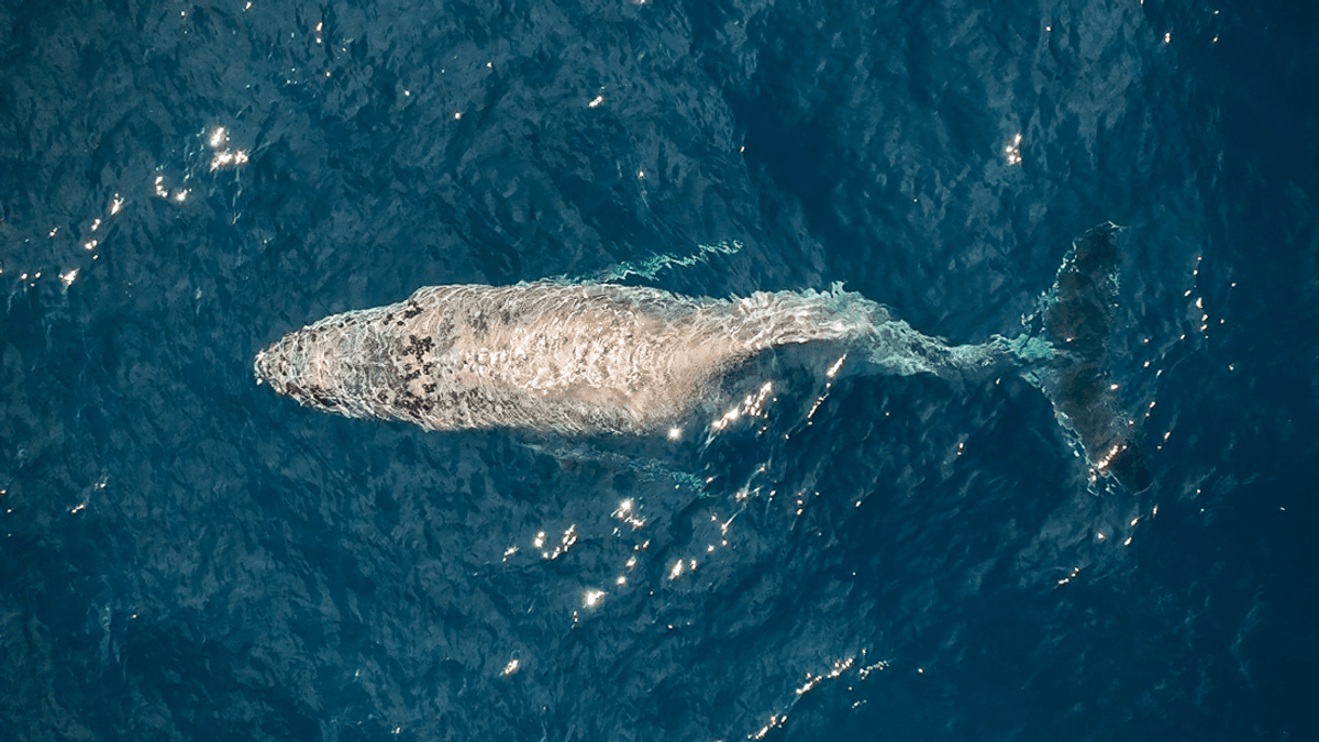 Drone Footage Reveals Humpback Whale With A Back Injury Off The Coast Of Mexico