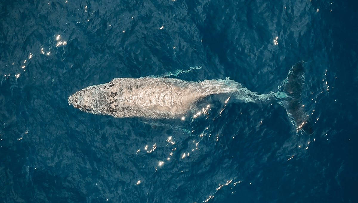 Drone Footage Reveals Humpback Whale With A Back Injury Off The Coast ...