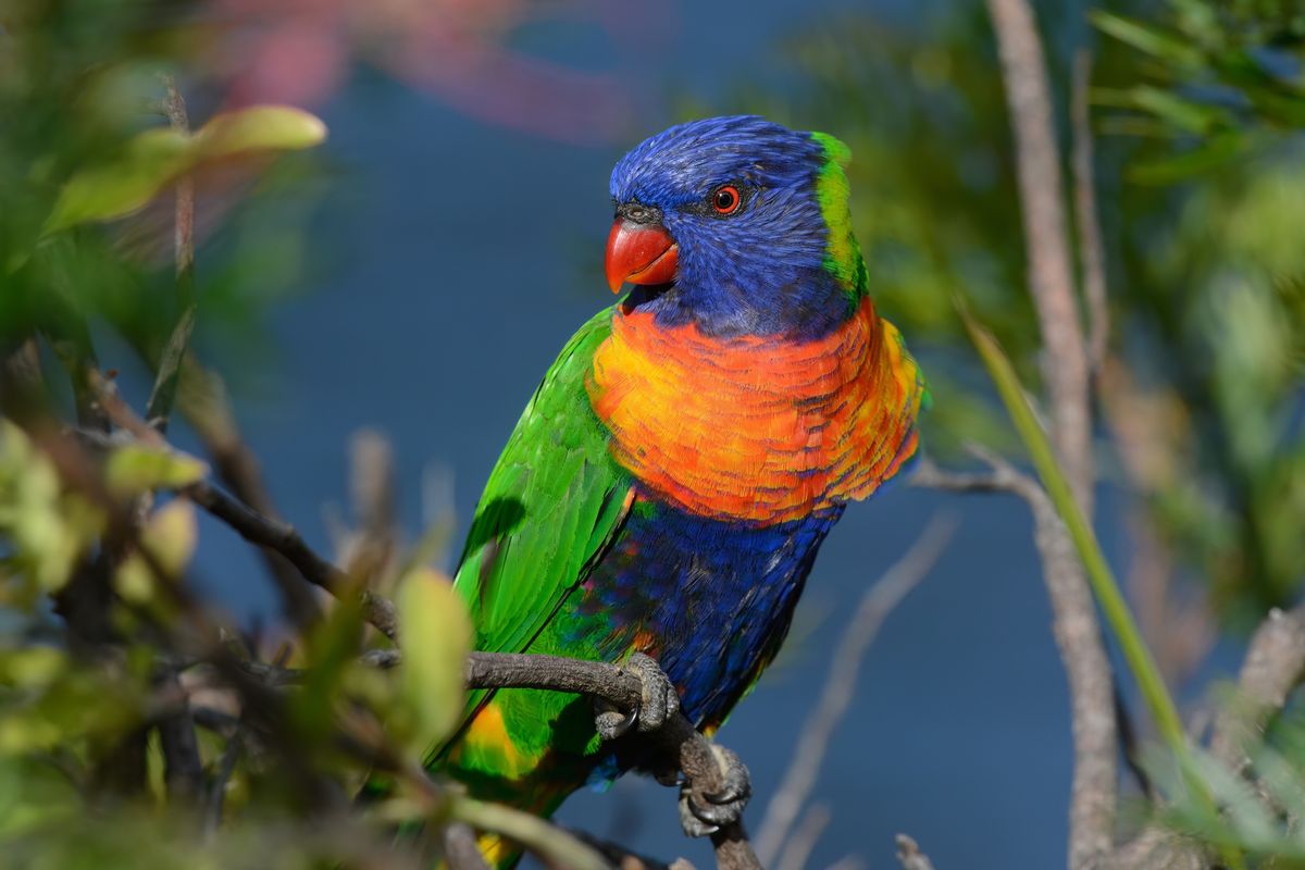 Sneaky Bird Escapes Zoo‚ Now On The Lam Despite Being A Literal Rainbow