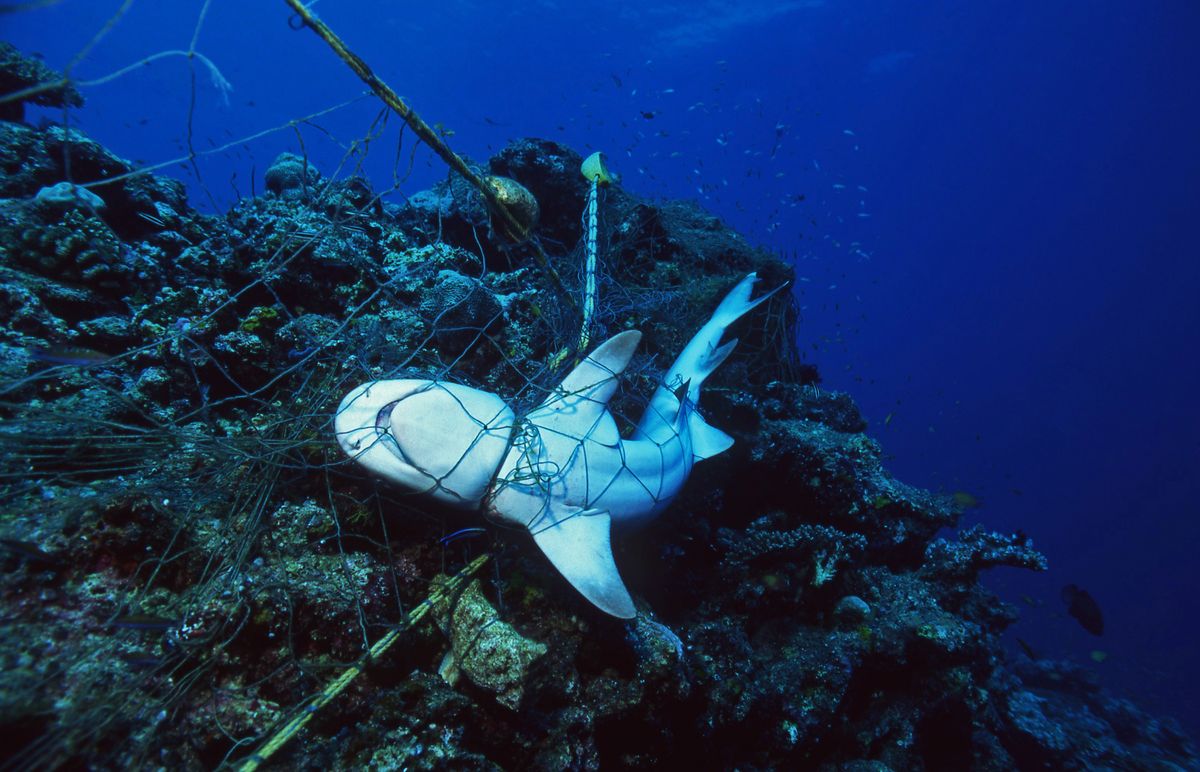 Humans Now Kill 80 Million Sharks A Year From Fishing – Despite Regulations
