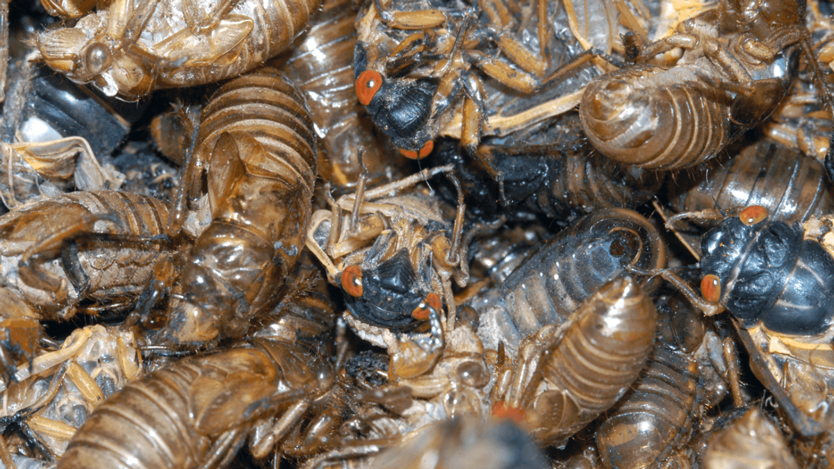 Cicadapocalypse Returns To The US With First Double Brood Emergence In 221 Years