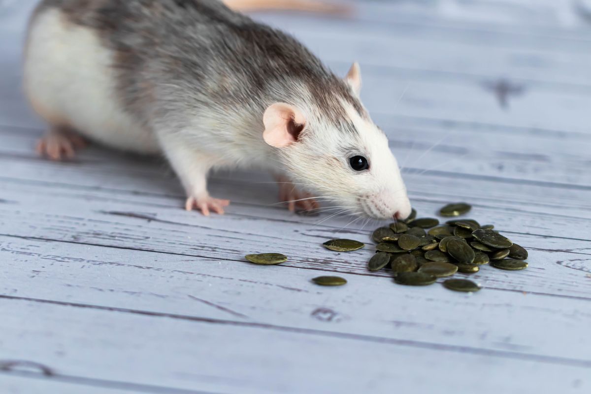 First Ever Proof Of Non-Human Animals Using Old Memories To Solve Problems