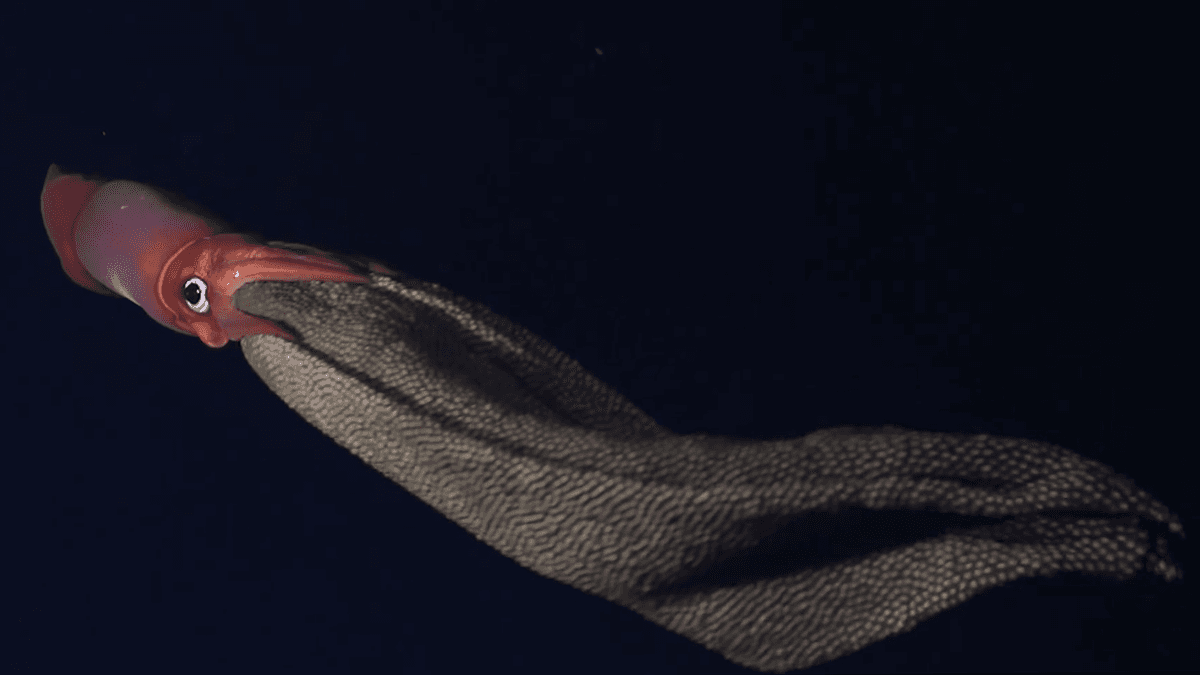 Incredible Footage Of A Deep-Sea Squid Brooding Thousands Of Eggs