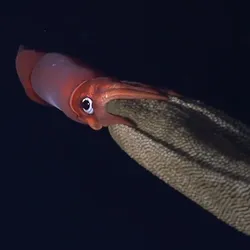 Orange squid with big eye swimming with an enormous grey mass of eggs held between her arms.