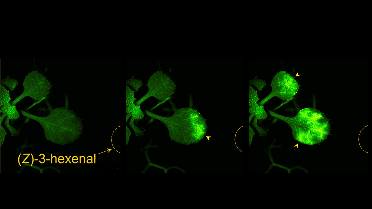 Watch Plants Chat About Their Neighbours' Peril Using Hidden Airborne Communication Pathways