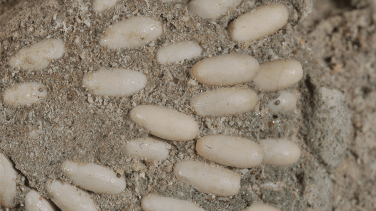29-Million-Year-Old 