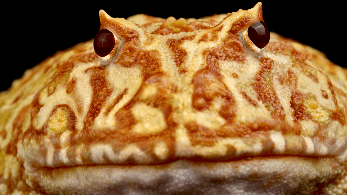 Do Frogs Have Teeth?