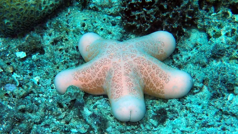 Choriaster granulatus with 5 phallic "arms"