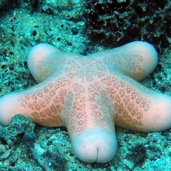 Choriaster granulatus with 5 phallic "arms"
