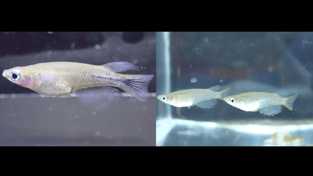 Tiny Indonesian Color-Changing Fish Turns Black With Anger When Provoked