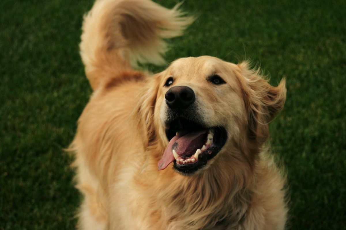 Why Dogs Really Wag Their Tails: New Theory Could Help Solve Mystery