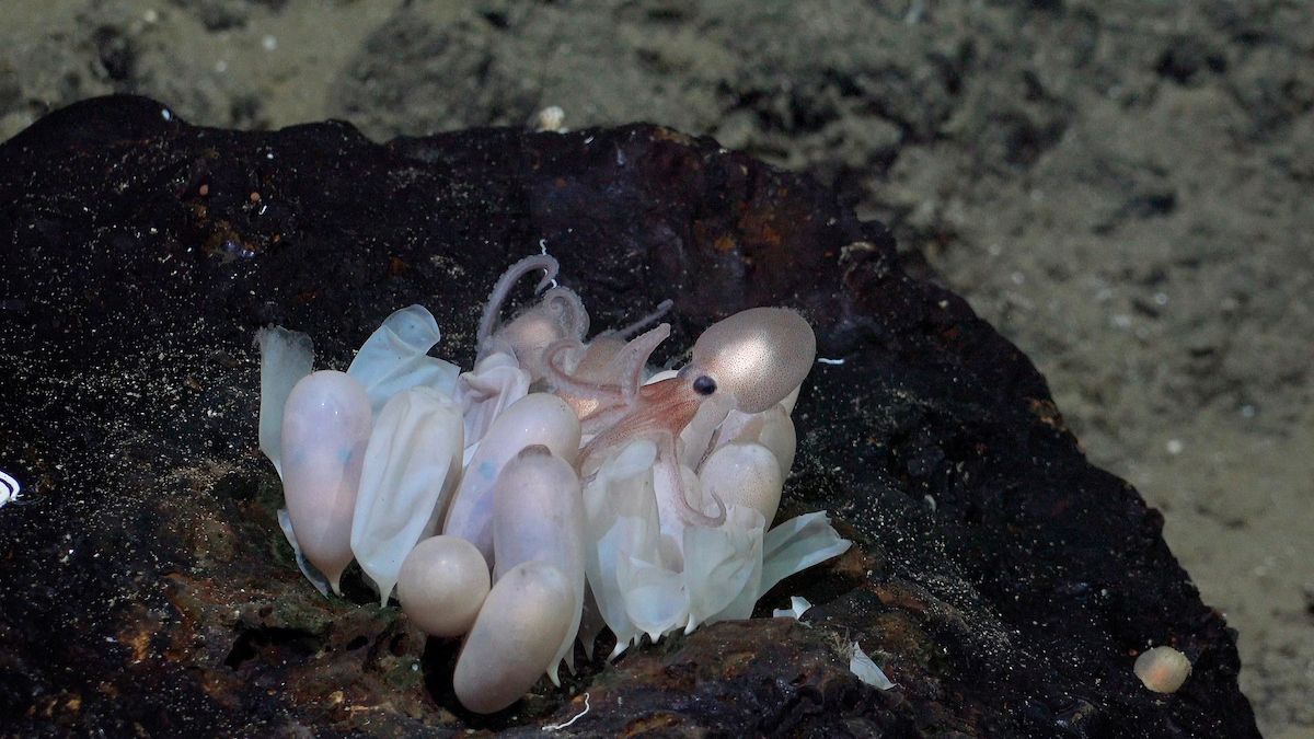 Four New Deep-Sea Octopus Species And One “Skate Park” Discovered Off Costa Rican Coast