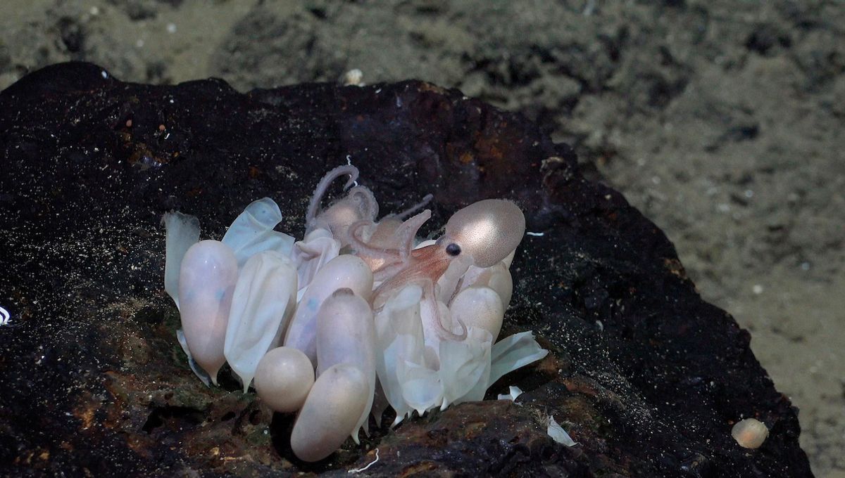 Four New Deep-Sea Octopus Species And One "Skate Park" Discovered Off Costa Rican Coast - Vimarsana News