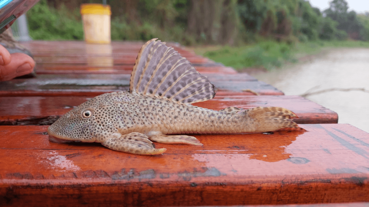 This Catfish Walks So Weirdly‚ Scientists Named A New Kind Of Locomotion