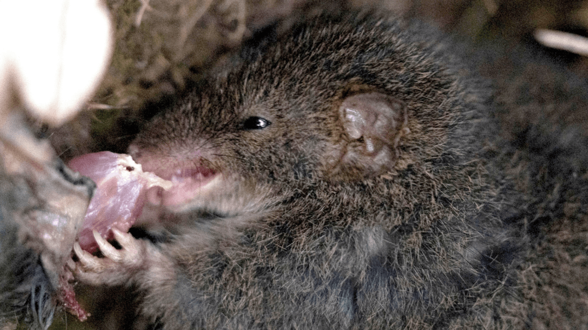 Marsupial That Has Sex Until It Dies Cannibalizes Fallen Suitors