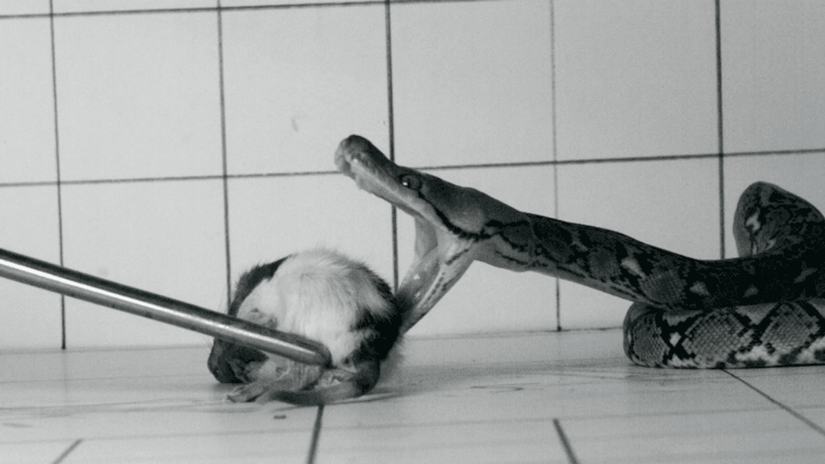 Snakes Revealed As “Lungers” Or “Strikers” In Mesmerizing Slow Motion Footage