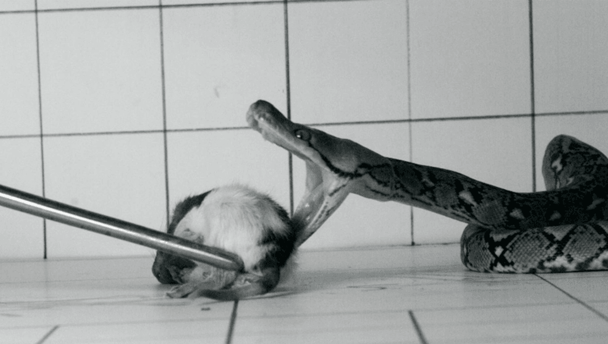 Slow Motion Videos Reveal If Snakes Are “Lungers” Or “Strikers ...