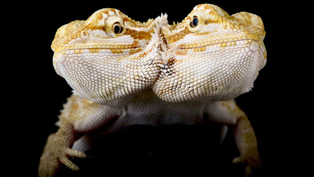 Polycephaly: The Rare Phenomenon Of Multi-Headed Animals