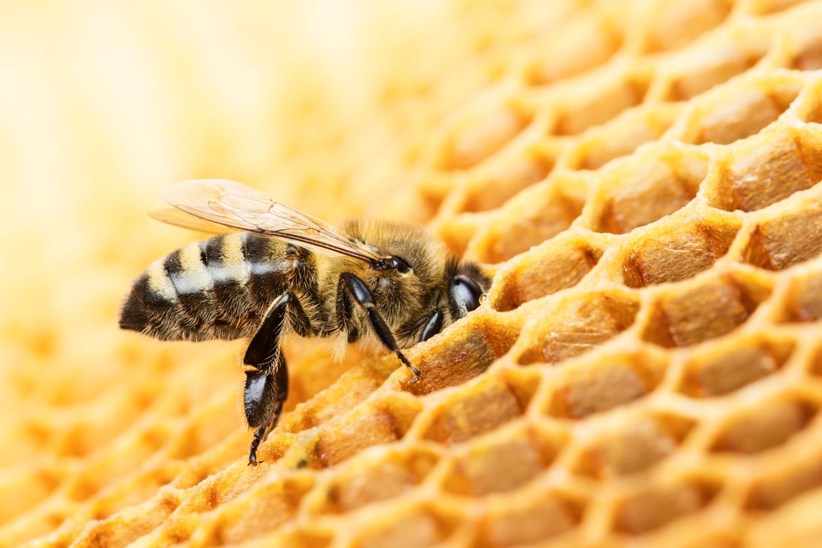 Is Honey Bee Vomit?