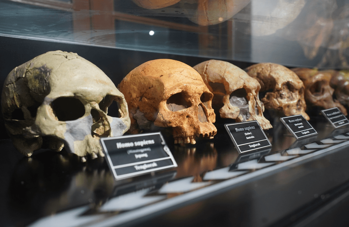 How Many Human Species Have Walked Earth? More Than You May Think