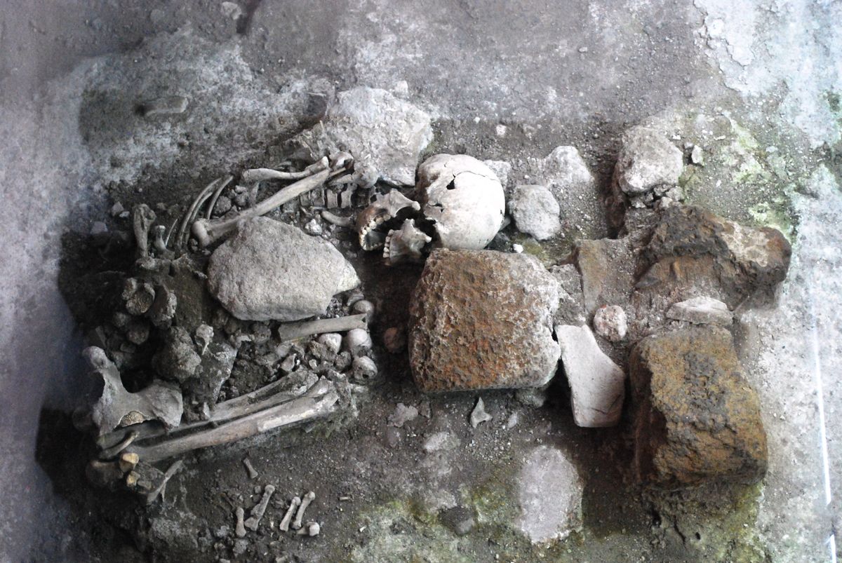 Skeleton Of 