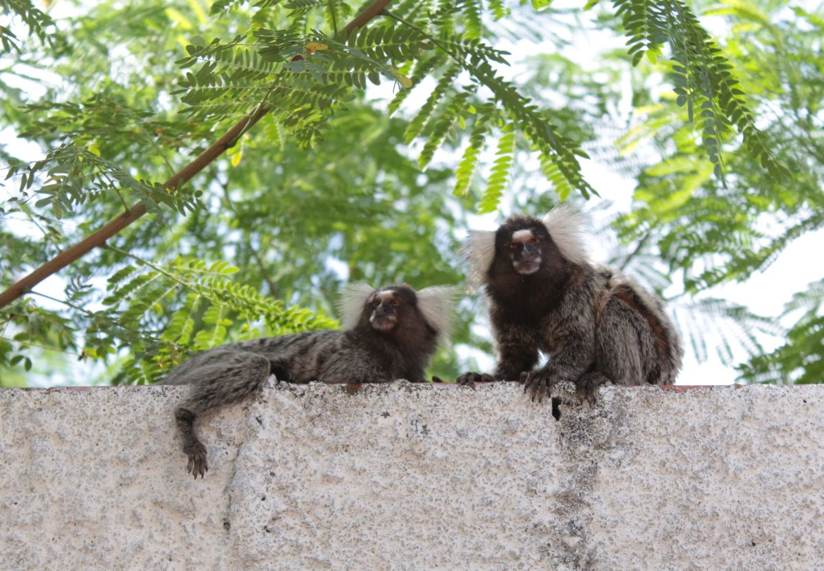 Male Dominance In Primate Groups May Not Be The Default After All