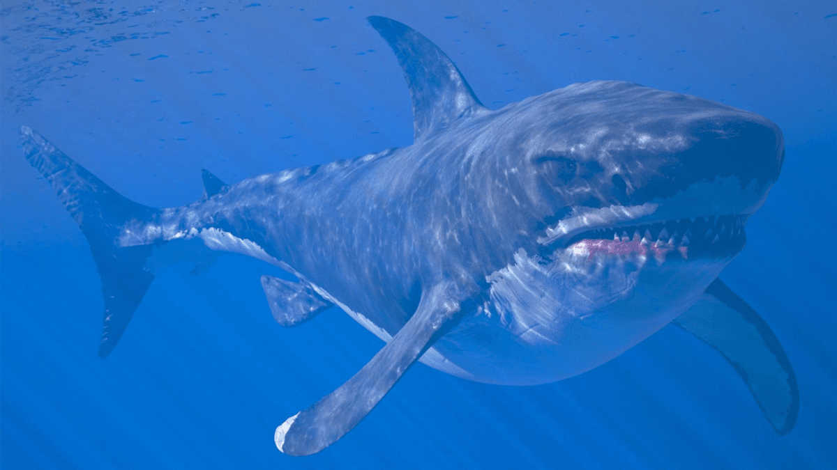 Mighty Megalodon Might’ve Been Long And Slender Rather Than A Monstrous Potato