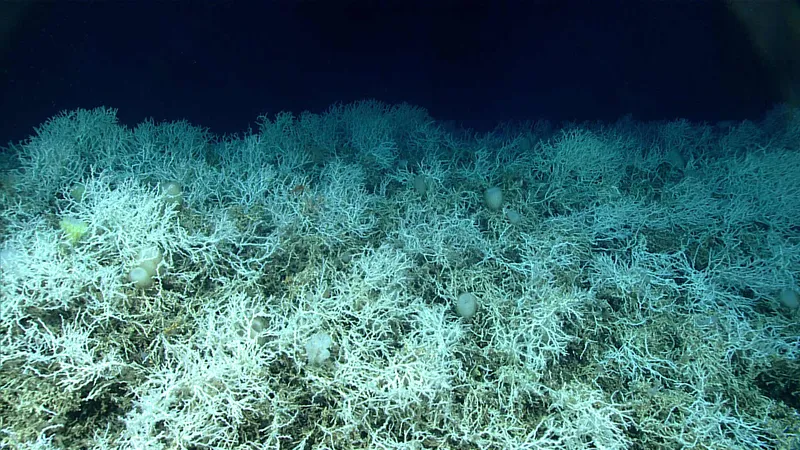 Underwater photograph of lots of white coral.