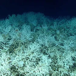 Underwater photograph of lots of white coral.