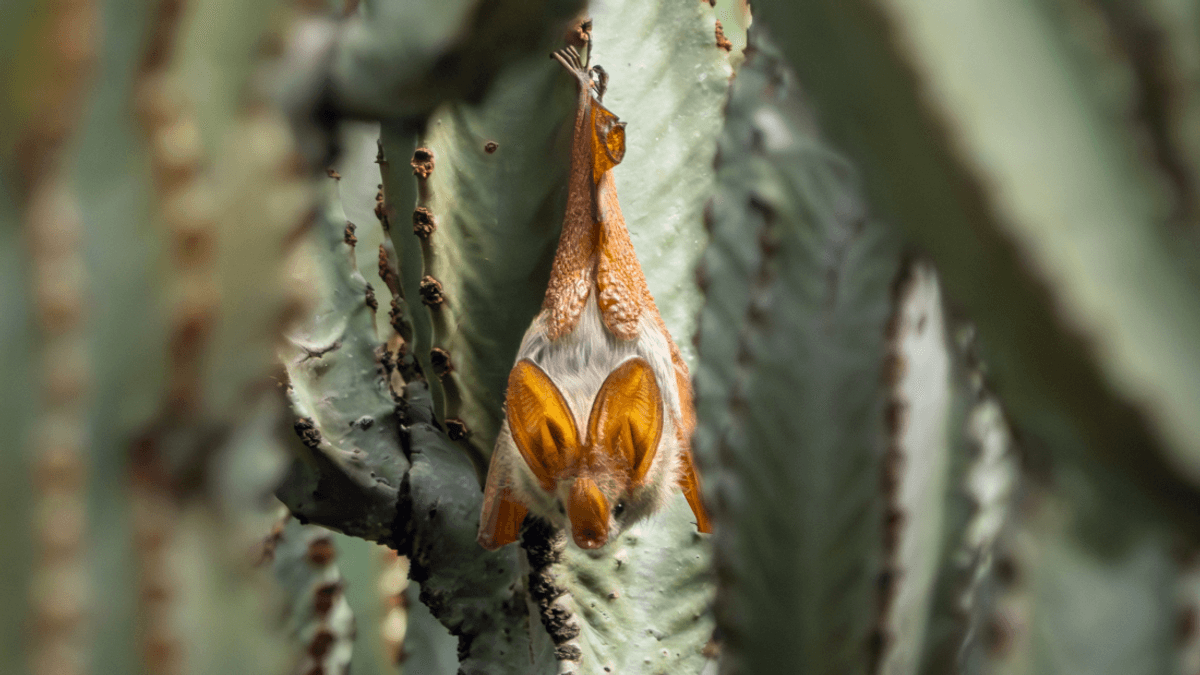 Meet The Yellow-Winged Bat‚ The False Vampire With Fake Nipples