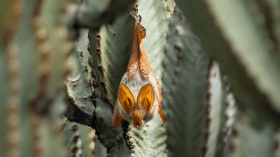 a yellow winged bat hanging on a cactus