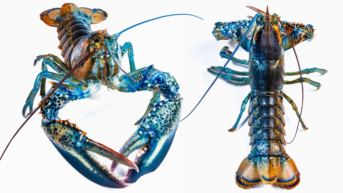 Mysteries Behind “1-In-50-Million” Super Rare Lobster Colors May Soon Have An Answer