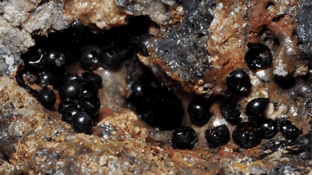 Jet-Black Eggs Found In The Pacific Abyss Reveal A New Wormy World Record