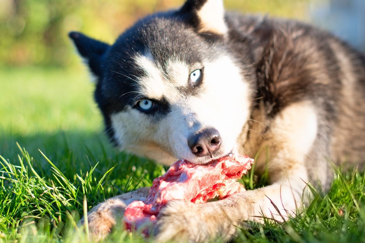 Pets Snacked On Your Dead Body? Worry Not‚ Your Cause Of Death Can Still Be Determined