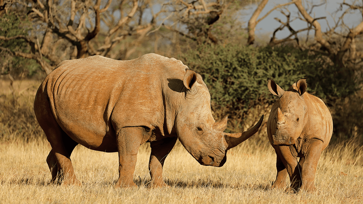 World’s First IVF Rhino Pregnancy Is Big Step To Saving Species On Brink Of Extinction