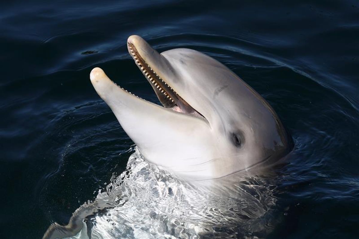 Dolphins Are Deliberately Harassing Baby Manatees‚ But No One Knows Why