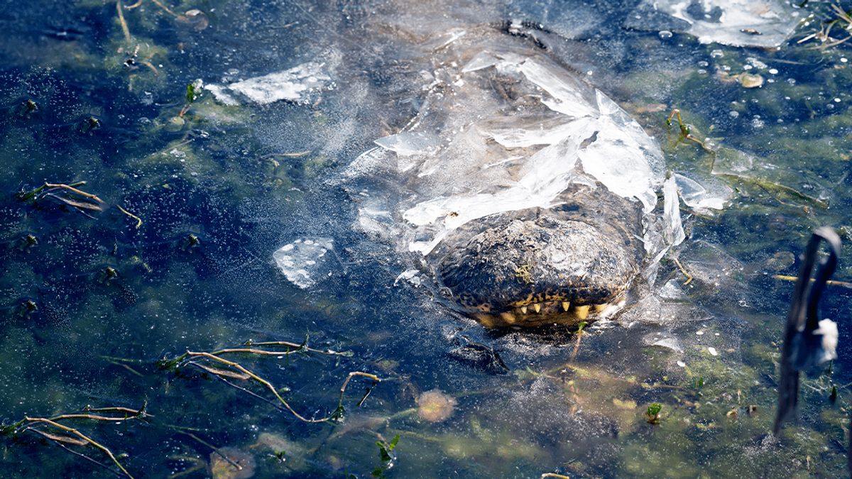 Forbidden Frozen Alligator Popsicles Seen In North Carolina And Texas – But Don't Lick Them