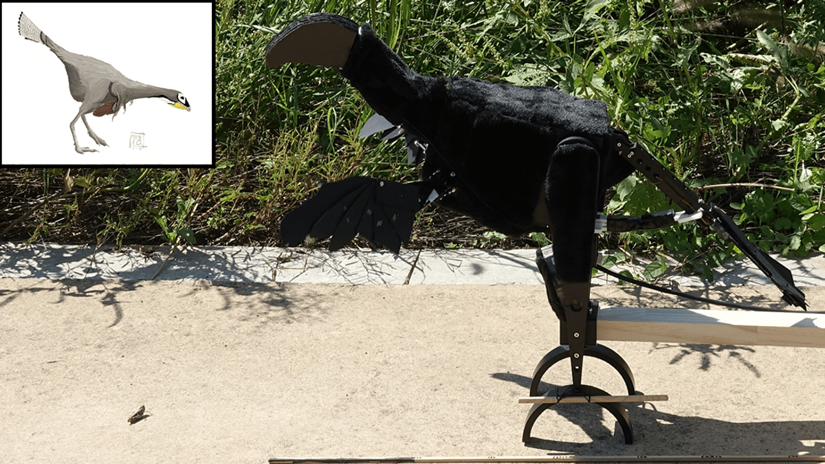Robot Dinosaur Suggests 124-Million-Year-Old Species Flapped Feathered Wings To Scare Prey