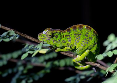 Bright green chamelon on a branch. The skin is a whole range of colors from bright green to brown and iridescent blue patches.
