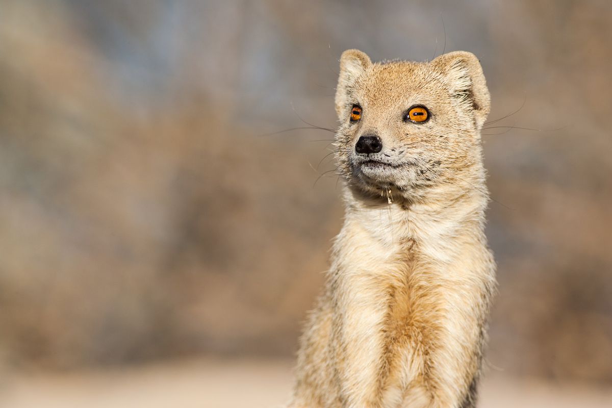 Why Do Animals Have Different Pupil Shapes?