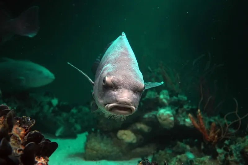 A black drum fish underwater.