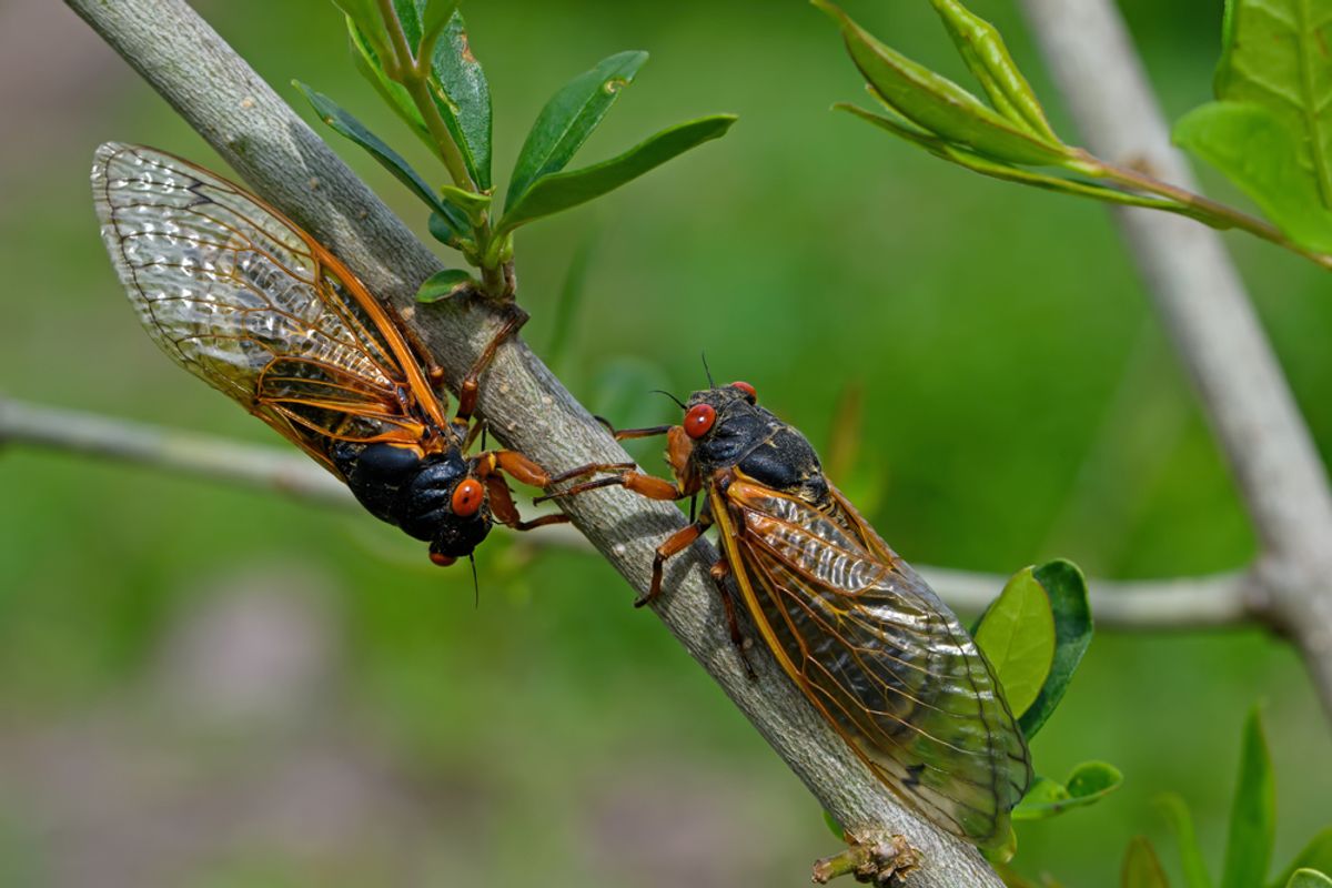 Millions Of Cicadas Emerge Simultaneously Every 13 Or 17 Years‚ But How Do They Know When To?