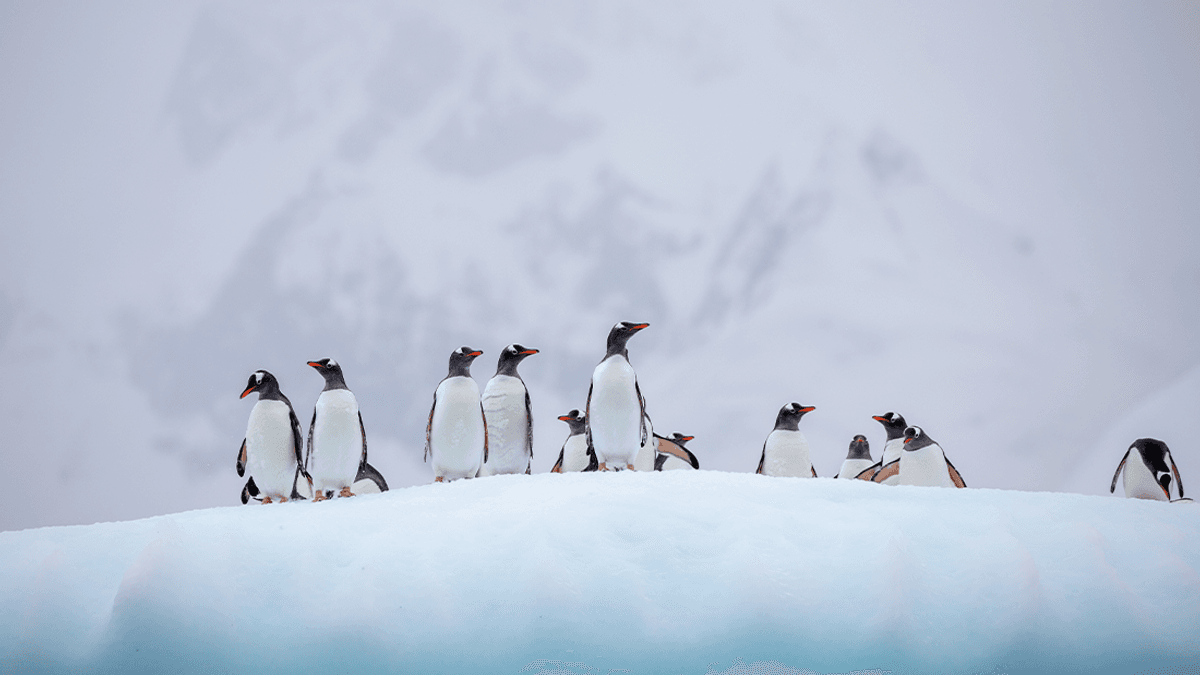 The First Penguins Have Died From Bird Flu As It Reaches Antarctica