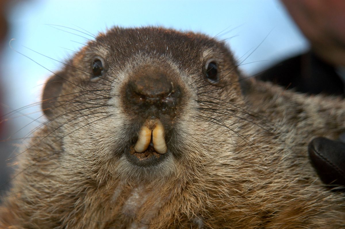 Punxsutawney Phil Should Be Replaced By Animatronic AI Groundhog‚ Says PETA