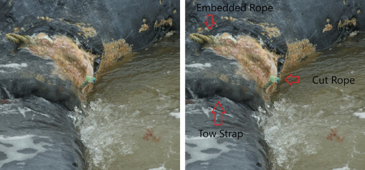 Entangleed Rope Endangered North Atlantic Right Whale Found Dead With Tail Tangled In ...