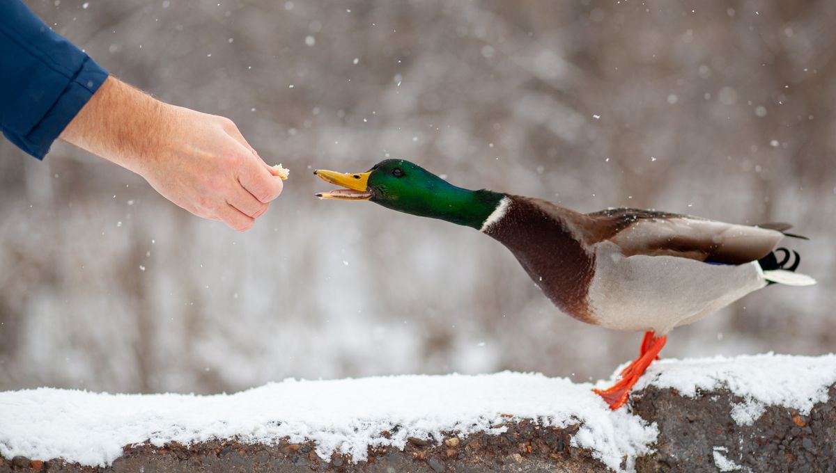 Duck Meta Why You Really Shouldn’t Feed Ducks Bread At The Park | IFLScience