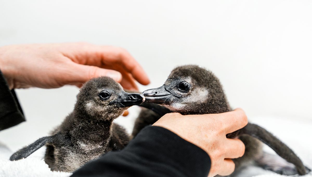 There’s An African Penguin Baby Boom In A California Aquarium, And It’s ...