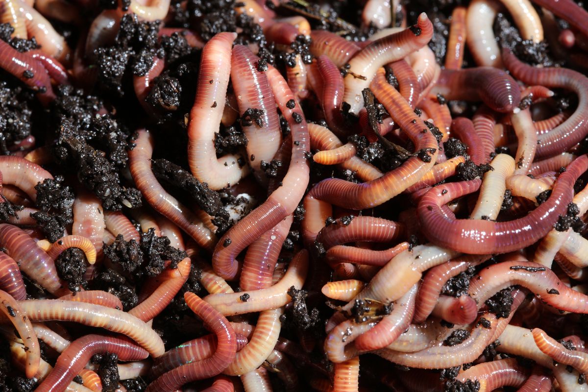 Alien Earthworms Are Already Here‚ And They’re Threatening Ecosystems