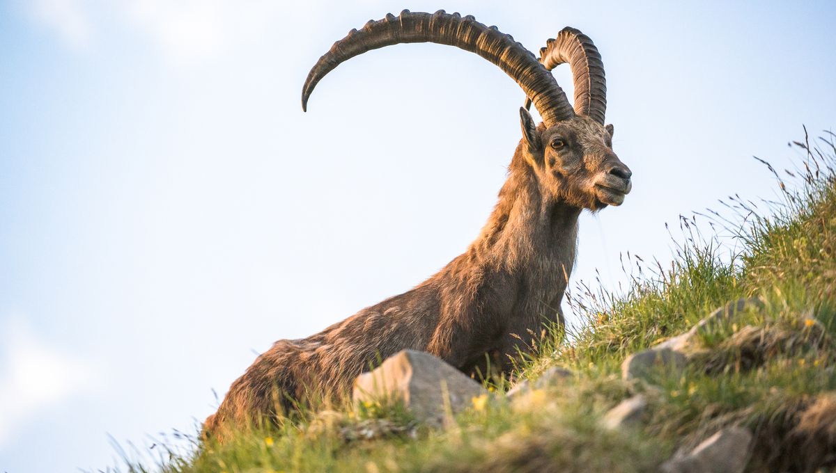 Climate Change Is Turning Ibex Nocturnal - But It's Putting Them In ...